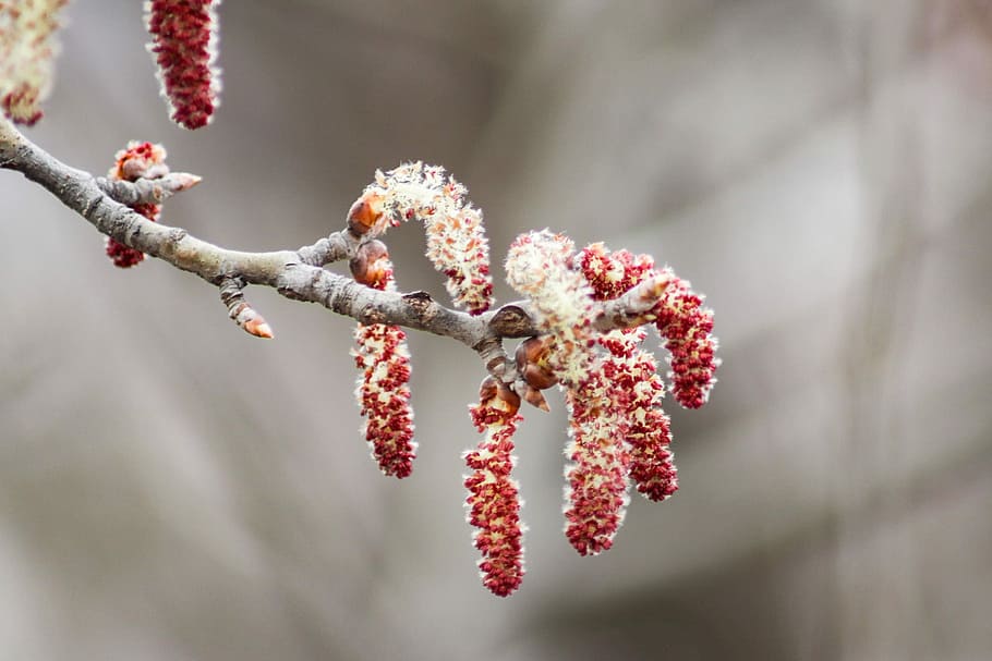 branch, winter, tree, nature, plant, bloom, earrings, bud, focus on foreground, HD wallpaper