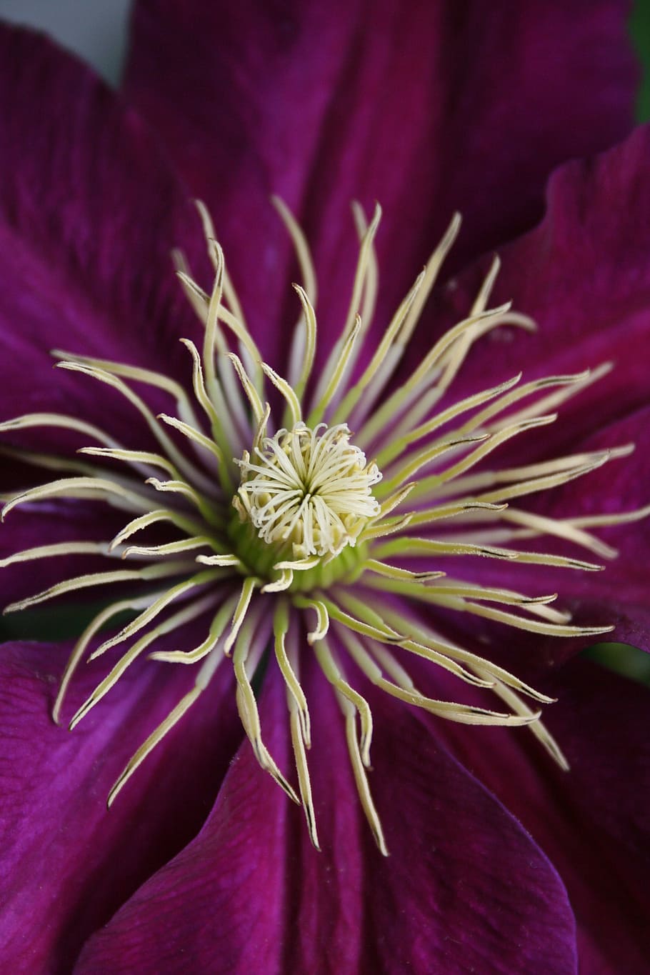 flower, clematis, stamen, nature, plant, flower Head, close-up HD wallpaper