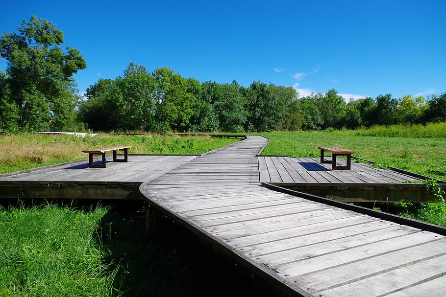 bench, promenade, jonzac, plant, tree, grass, sky, nature, wood - material HD wallpaper