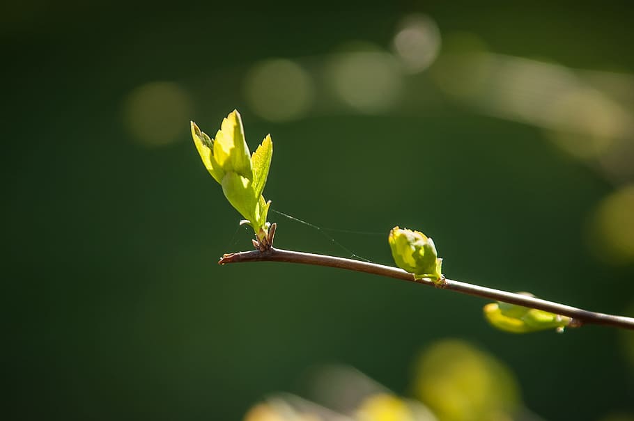 bud, spring, flora, plant, green, tender, plant part, close-up HD wallpaper