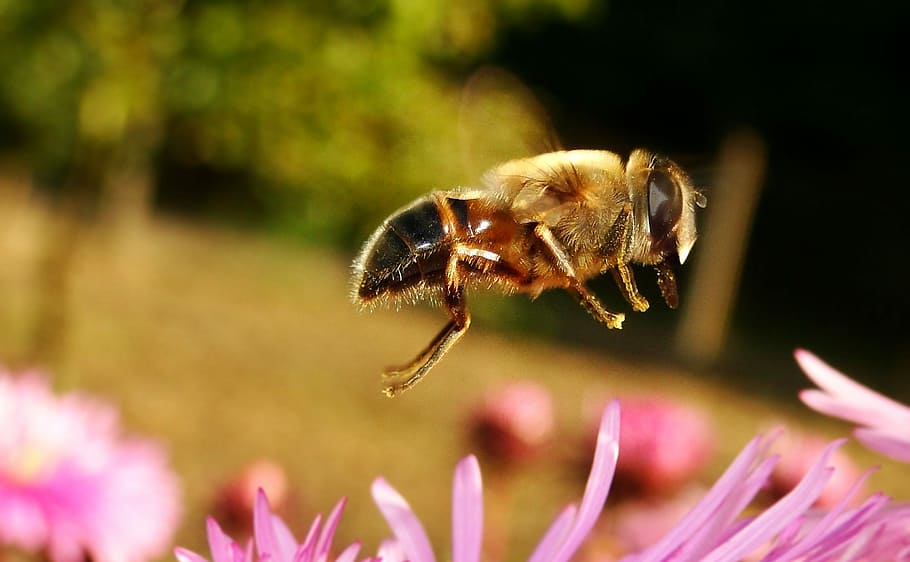 insect, nature, apiformes, pollination, flower, animals, muchówki HD wallpaper