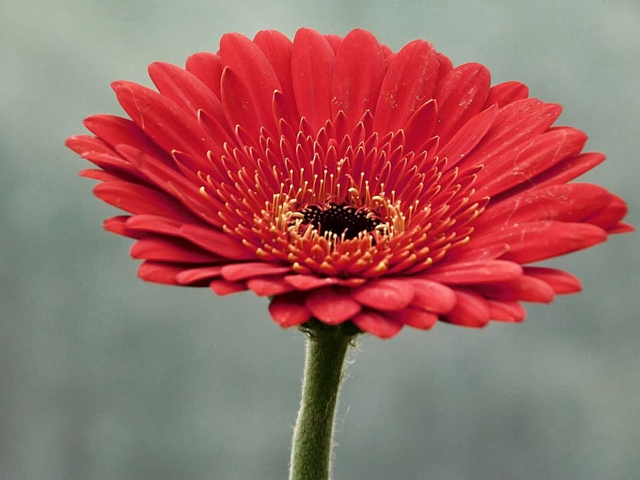 Gerbera, Flower, Macro, Petals, red petals, fragility, flower head HD wallpaper