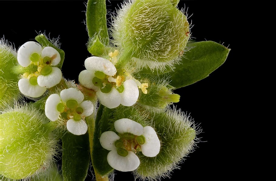 flora, macro, tiny, plant, flower, flowering plant, growth HD wallpaper