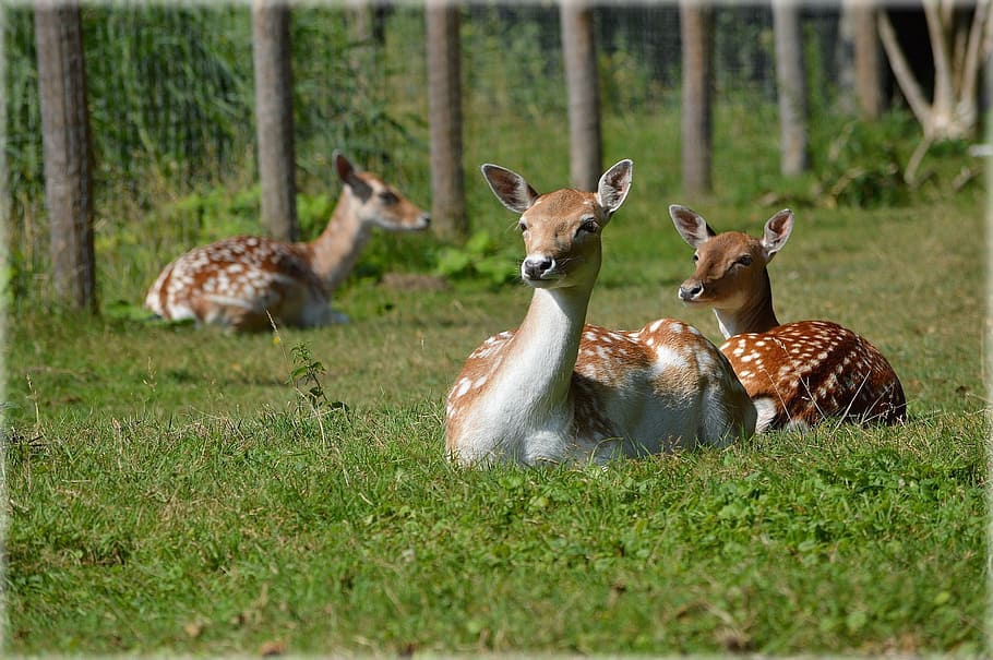 deer sitting on grass, ungulate, fallow deer, ruminant, animal HD wallpaper