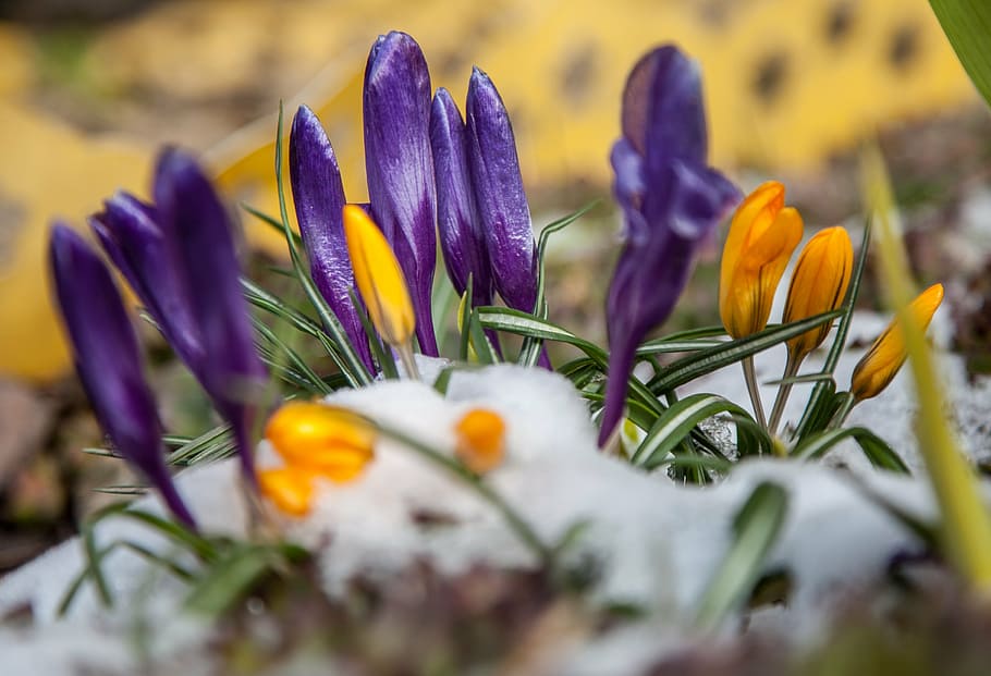 flowers, crocuses, spring, snow, greens, purple, blue, yellow HD wallpaper