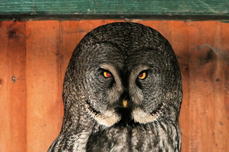 owl, bird, night active, portrait, eyes, feather, one animal HD wallpaper