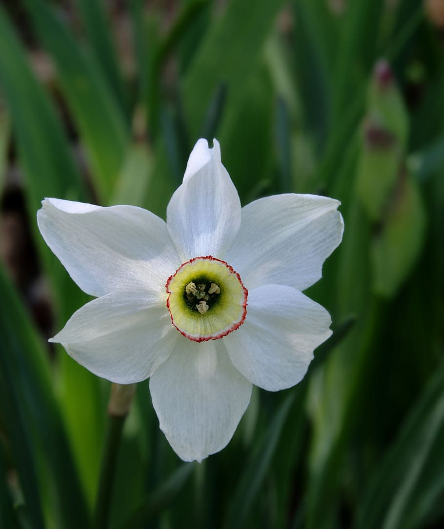 daffodil, flower, macro, bloom, blossom, spring flower, garden HD wallpaper