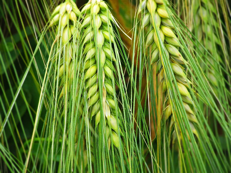 kłos, ears, corn, field, the cultivation of, agriculture, nature HD wallpaper