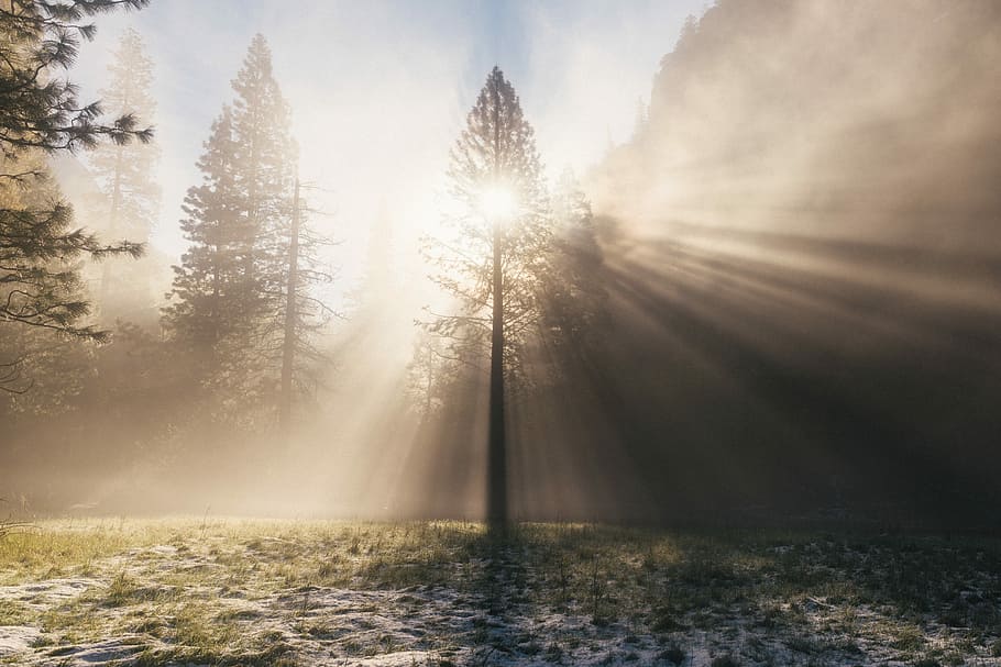 green trees under cloudy sky during daytime, crepuscular rays surrounded by trees HD wallpaper