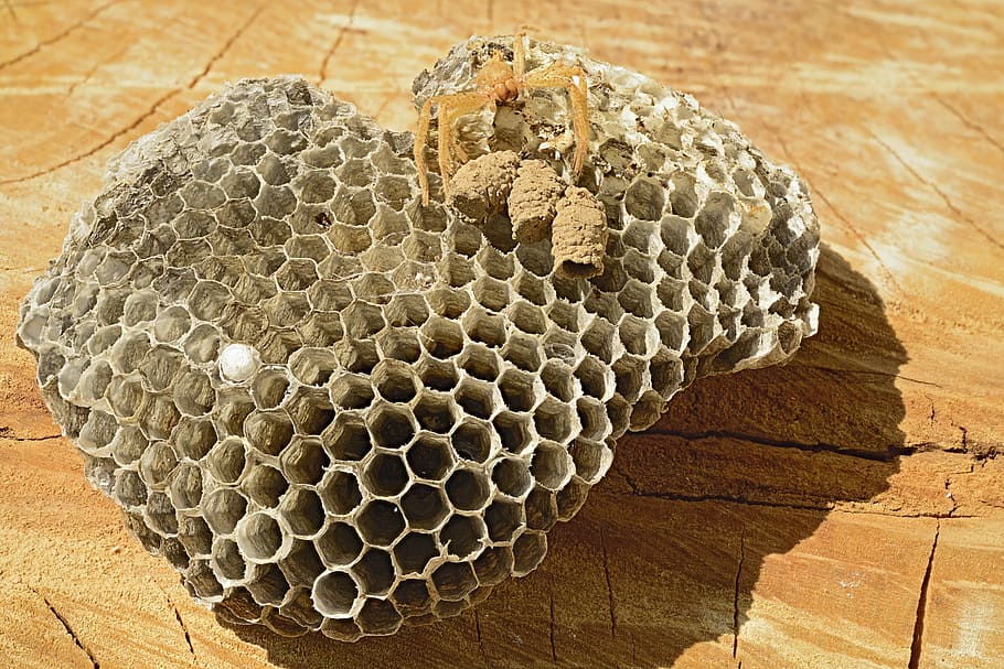wasp nest, vacuum, spider, eumêne, the polls, wasps potters HD wallpaper