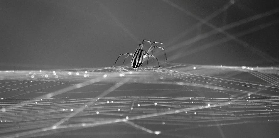 nature, spider, insect, web, arachnid, no people, architecture HD wallpaper