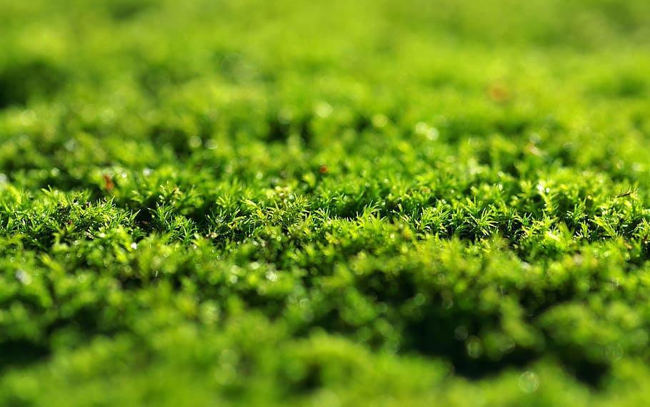 macro photography of green grass, moss, dashing, the background HD wallpaper