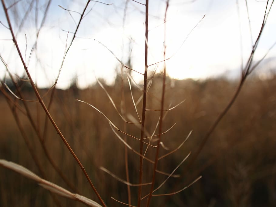 Nature, Grass, Sunset, Meadow, Outdoor, backdrop, environment HD wallpaper