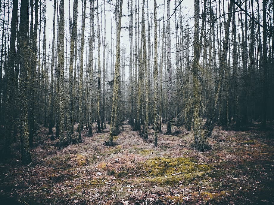 moss-covered trees photography during daytime, forest, white HD wallpaper