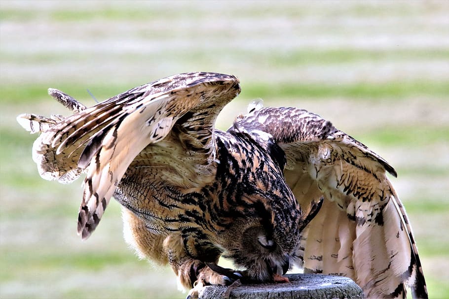 eurasian eagle owl, bird, animal, bubo, wildlife, predator