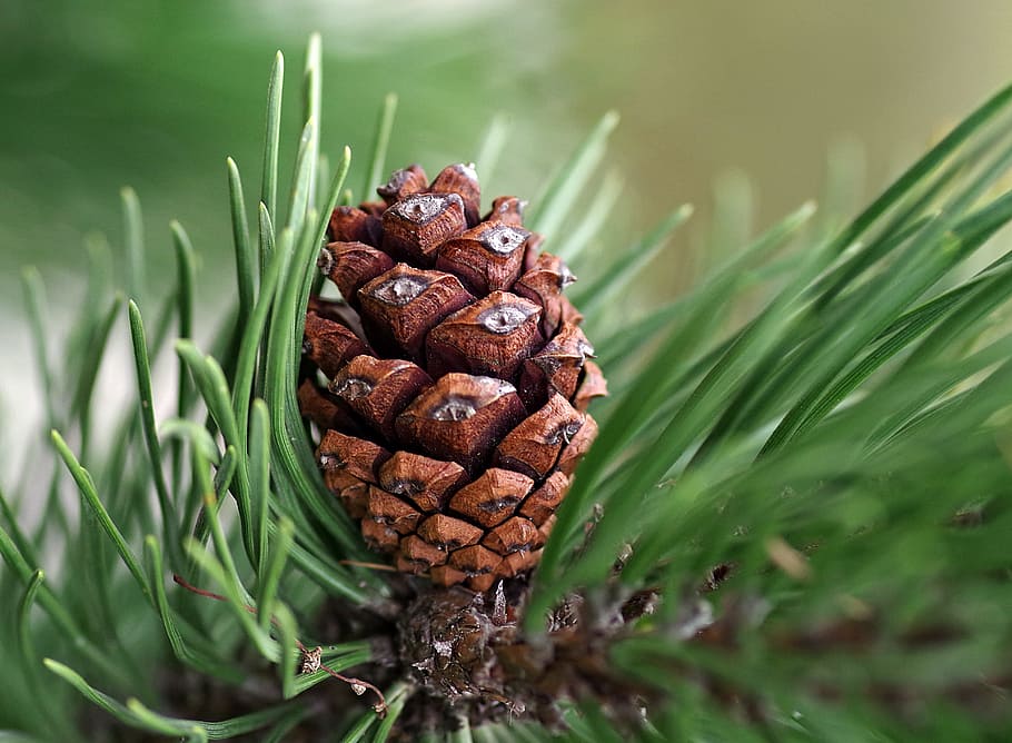 closeup photo of pine cone, coniferous, reed, christmas, green, HD wallpaper
