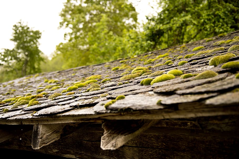 coverage, slate, foam, lichen, material, pierre, norgeat, tree HD wallpaper