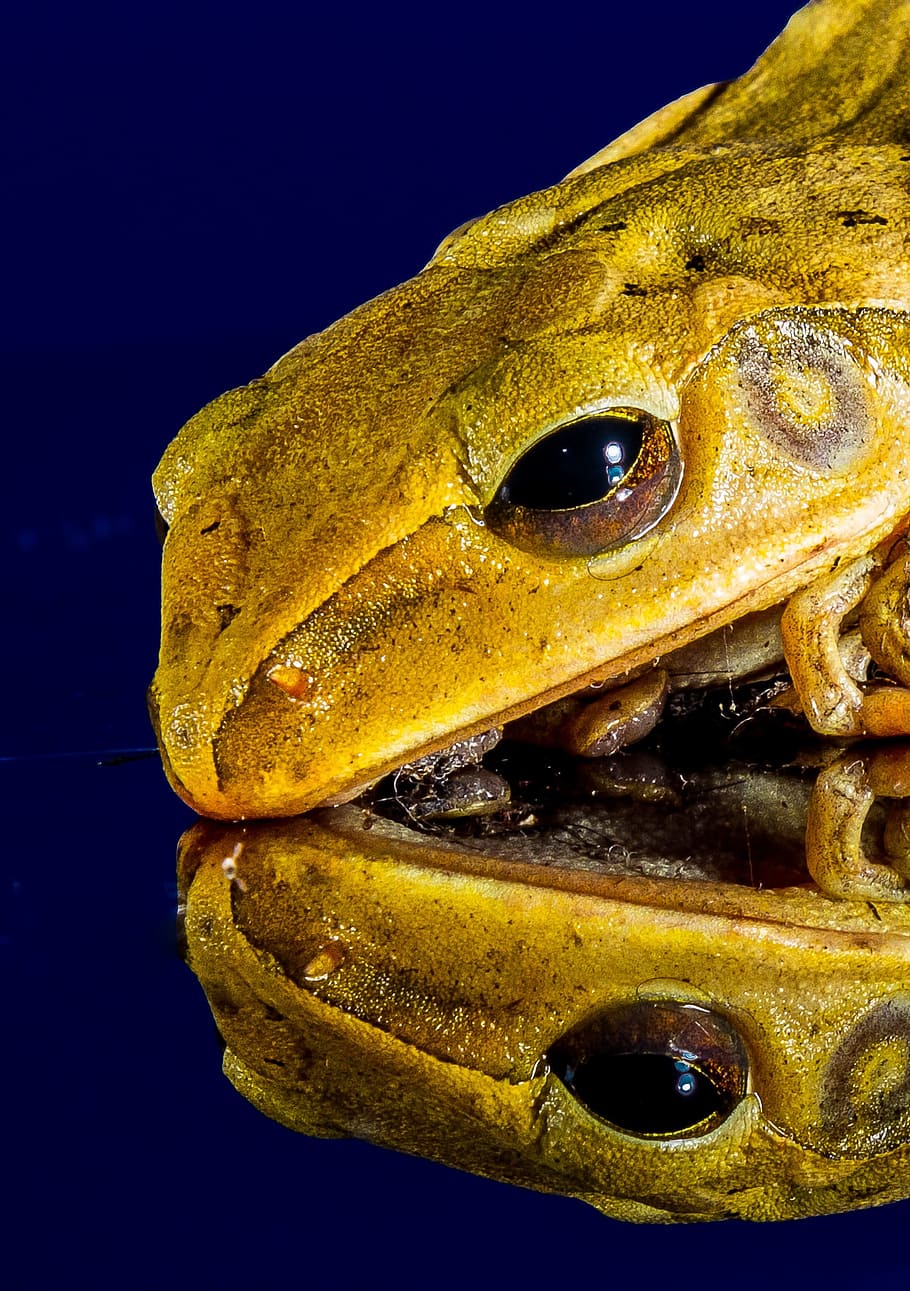 Frog, Close, Mirror Image, one animal, animal wildlife, yellow HD wallpaper