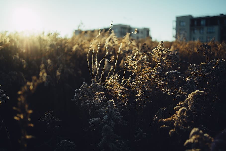 Sunset in suburbs, nature, outdoors, plant, no people, growth HD wallpaper