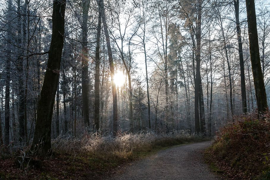 forest during daytime, away, landscape, winter, sunny, trail HD wallpaper