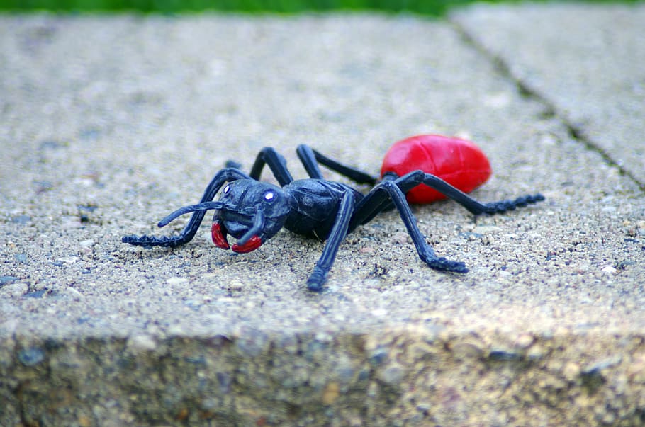 ant, summer, toy, insect, bug, cute, funny, icon, nature, animal themes HD wallpaper