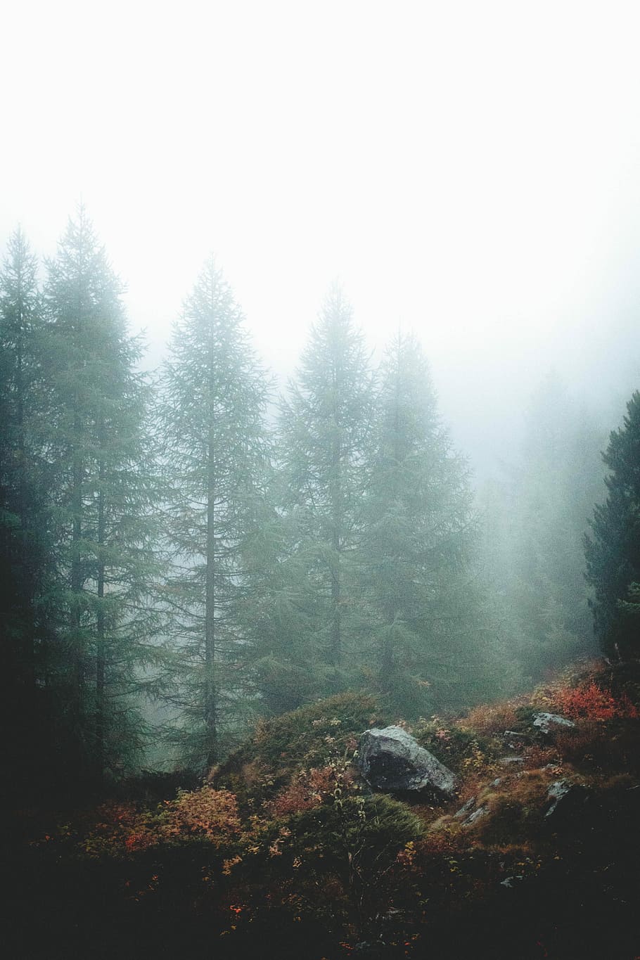 green pine tree covered by mist, pine trees covered with fogs during daytime HD wallpaper