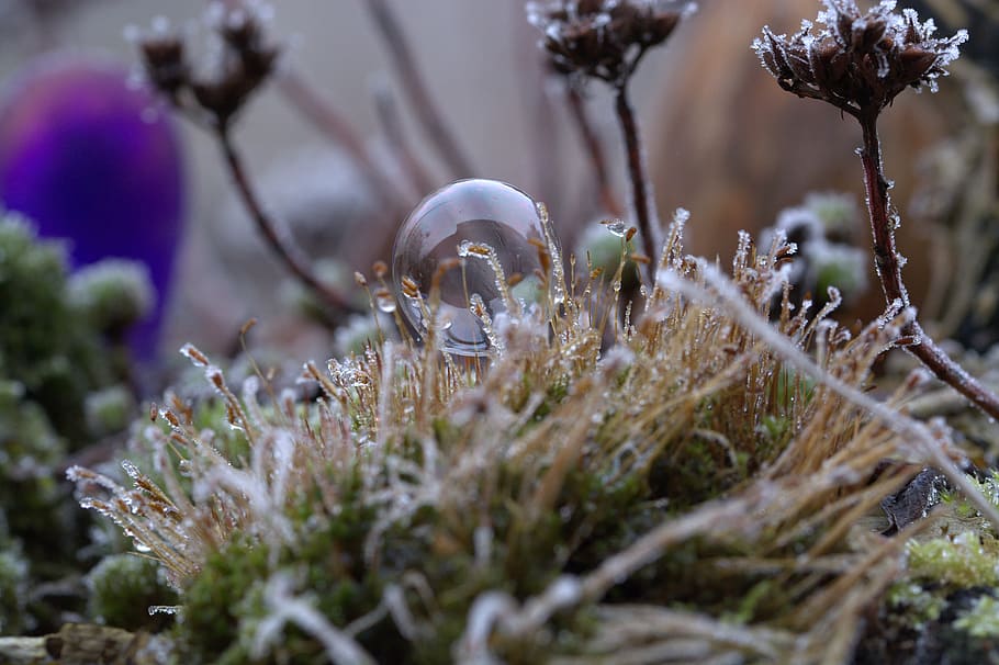 Soap Bubble, Pattern, Structure, Frozen, cold, nature, close-up HD wallpaper