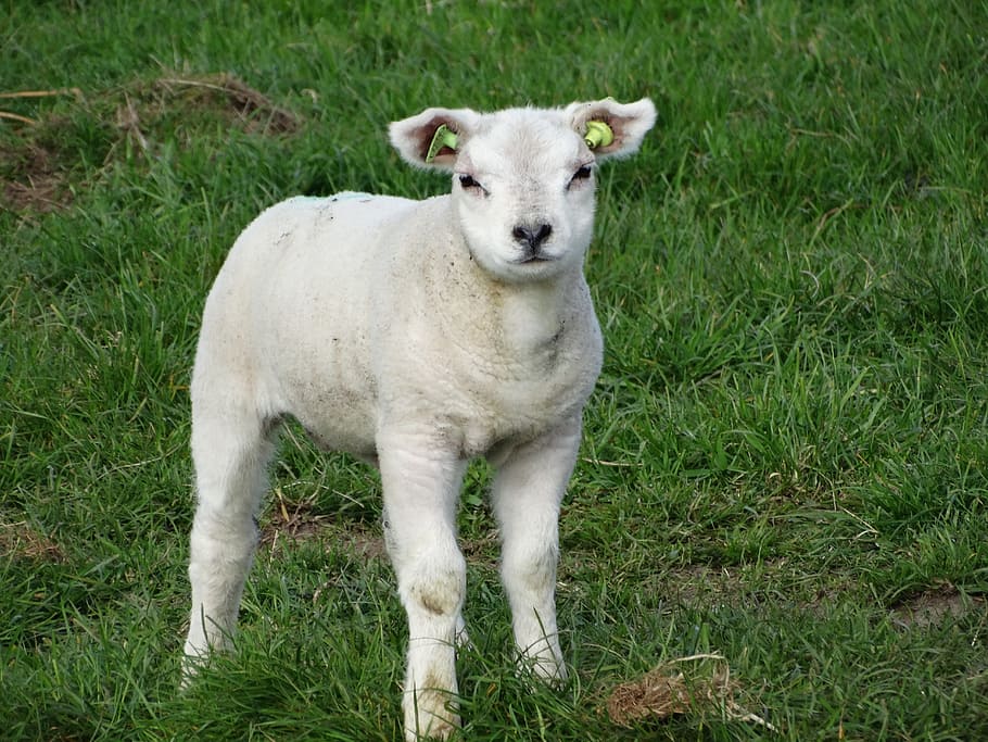 HD wallpaper: Lamb, Texel, Sheep, Spring, Lambs, animals, farm, young ...