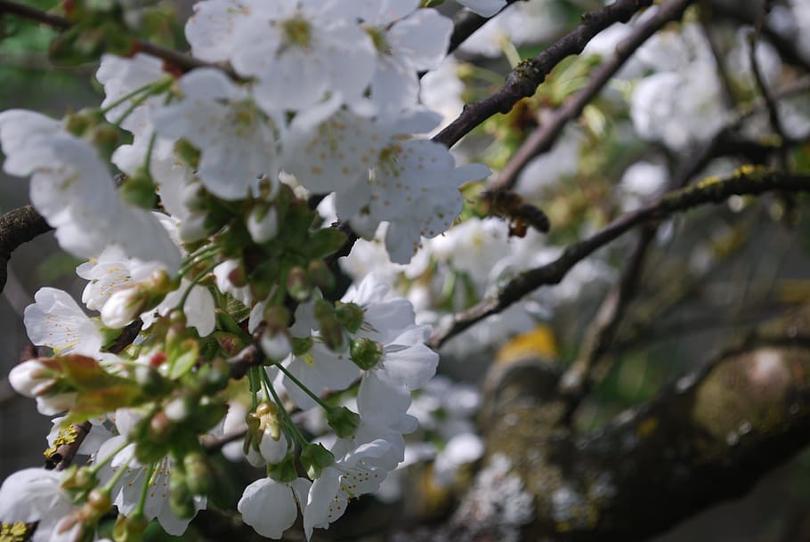 cherry, flowers, spring, fruit tree, flowering, flowers cherry HD wallpaper