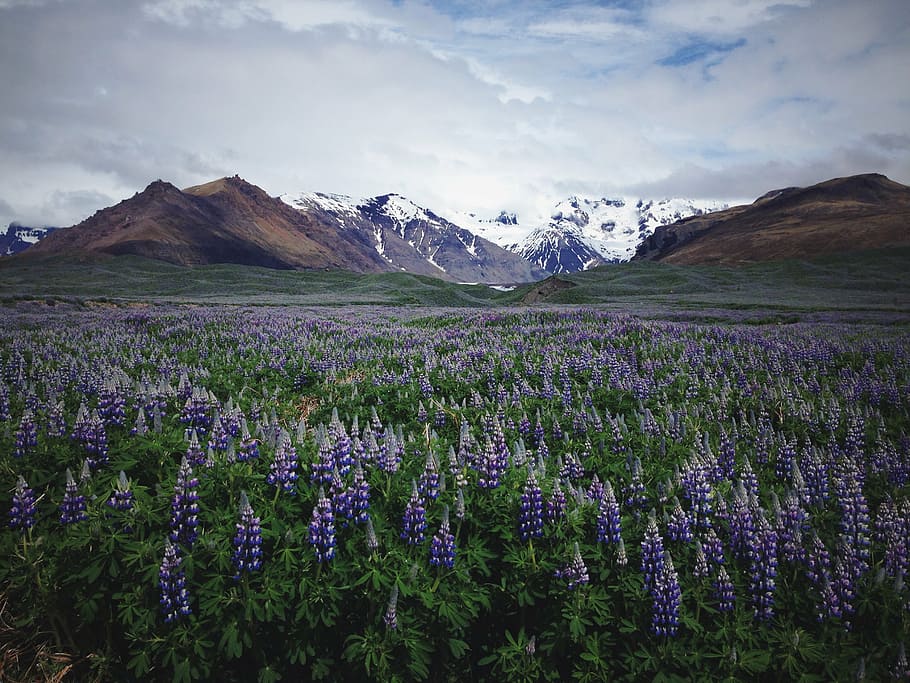 landscape photo of a lavanders, lavender, field, flower, farm