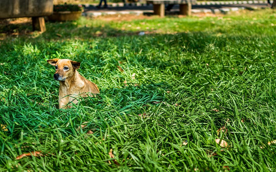 dog, alone, green, grass, lawn, spring, stray dog, one animal HD wallpaper