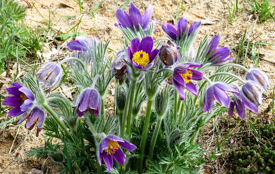 purple petaled flowers, pasque flower, sand, bloom, blossom HD wallpaper