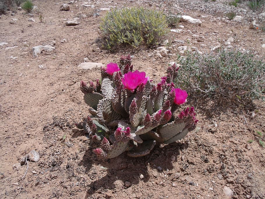 green cactus, desert, nevada, nature, flower, plant, flowering plant HD wallpaper