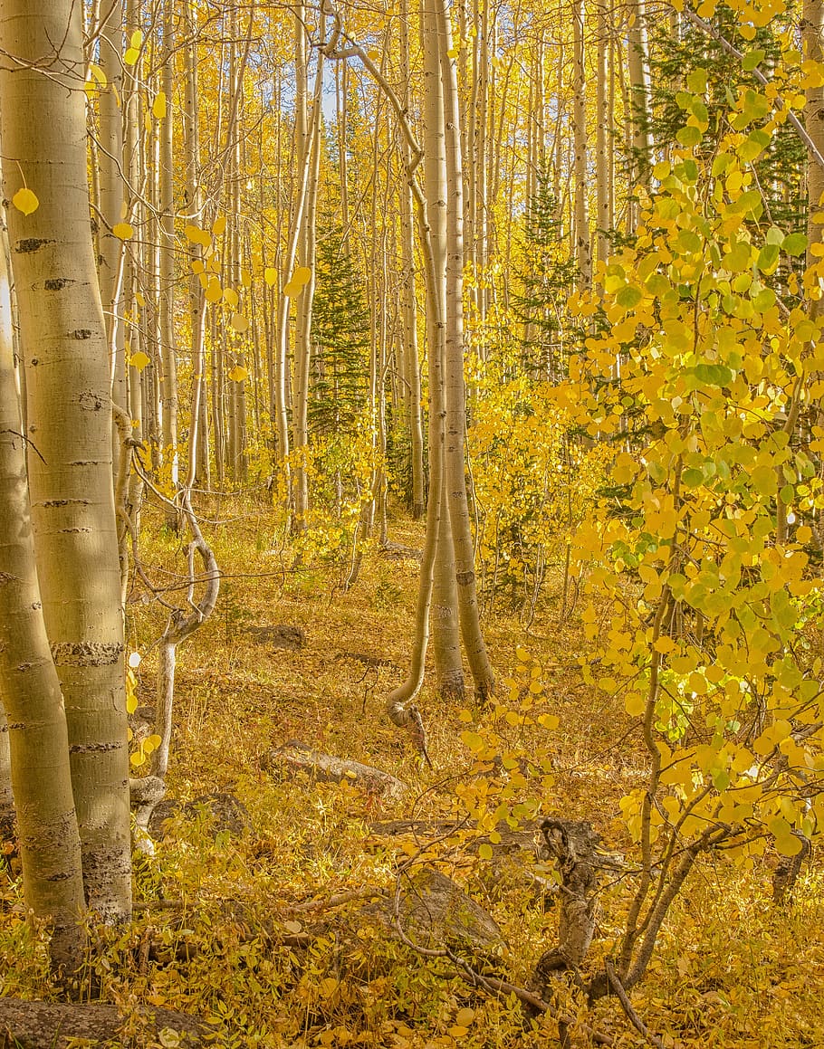 aspen, tree, nature, forest, trees, fall, leaf, autumn, leaves HD wallpaper