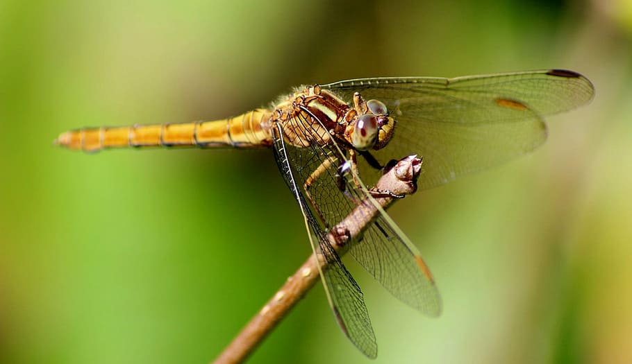 dragonfly, insect, macro, nature, one animal, animal wildlife HD wallpaper