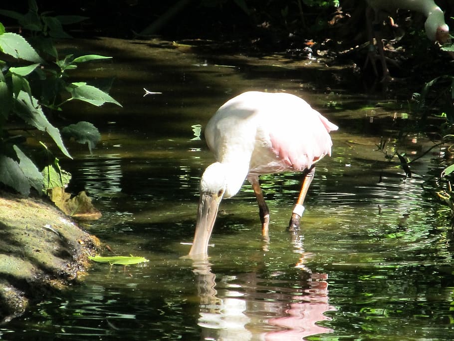 roseate spoonbill, bird, tropical, wildlife, water, big, nature, HD wallpaper