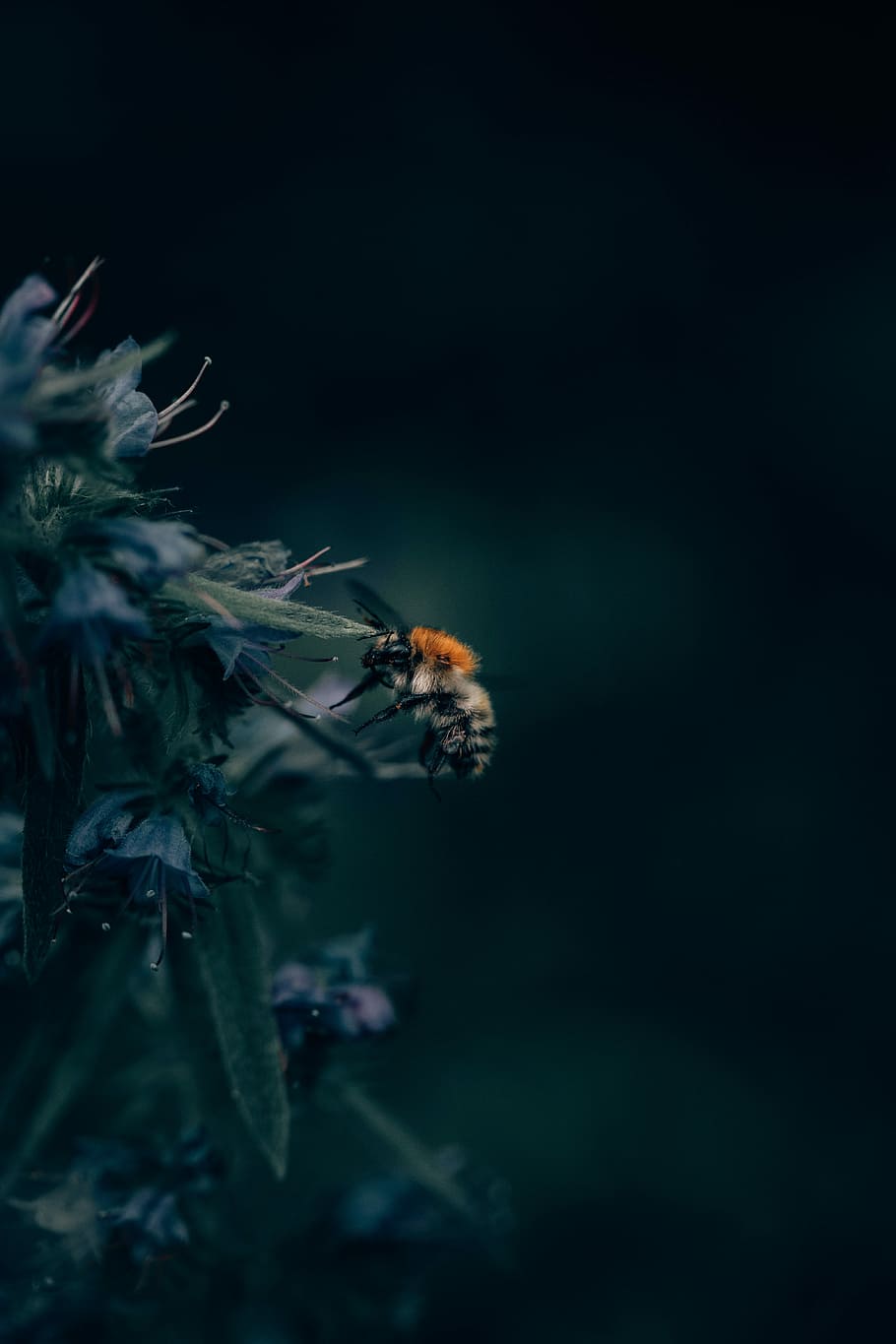 black and orange honeybee on flowers in shallow focus photography, bee on leaf macro shot HD wallpaper