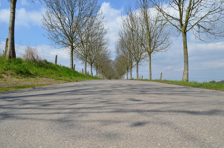 Street, Trees, Nature, Spring, road, diminishing perspective HD wallpaper