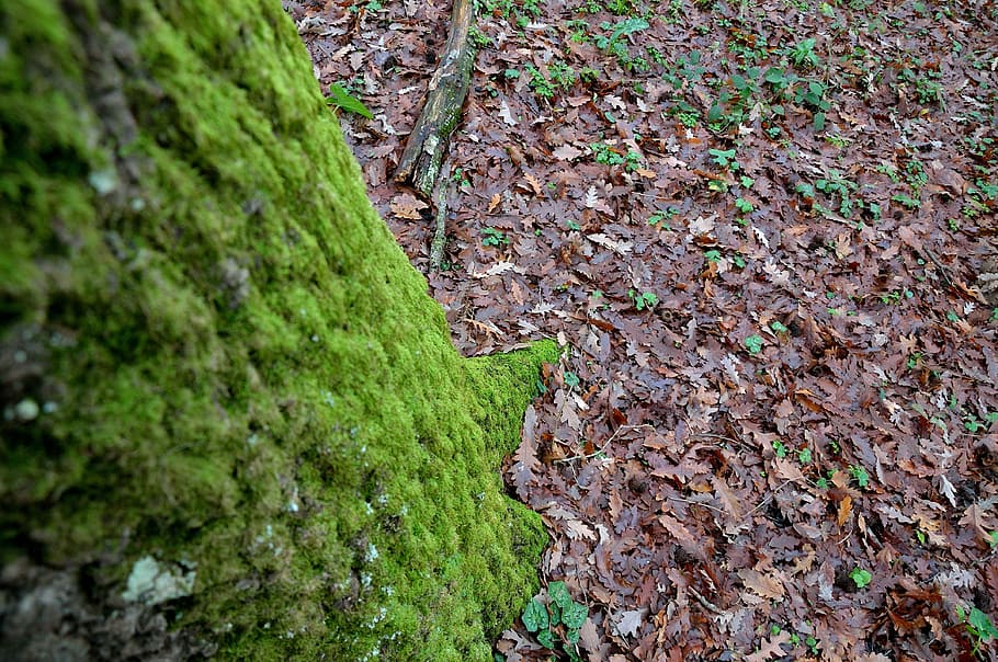 leaves, tree, forest, autumn, park, nature, green, plant, growth HD wallpaper