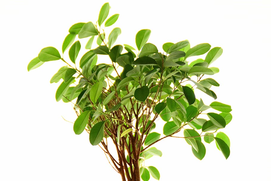 ficus, plant, leaves, close, leaf, nature, green, brown, aesthetic HD wallpaper