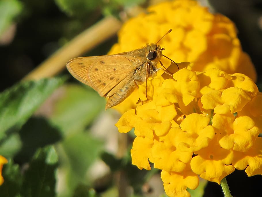 Moth, Nature, Yellow, Flower, Insect, wildlife, wing, bug, close HD wallpaper