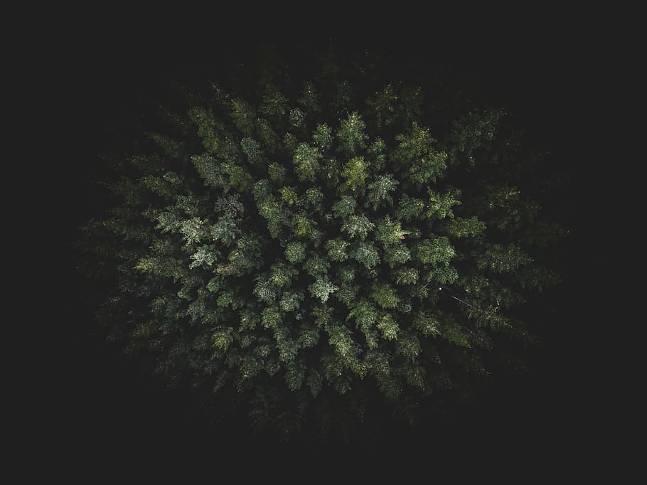 top view of pine trees, dark, green, plants, nature, aerial HD wallpaper