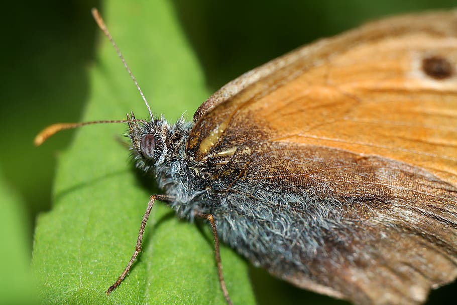 butterfly, insect, nature, macro, invertebrate, animal themes HD wallpaper