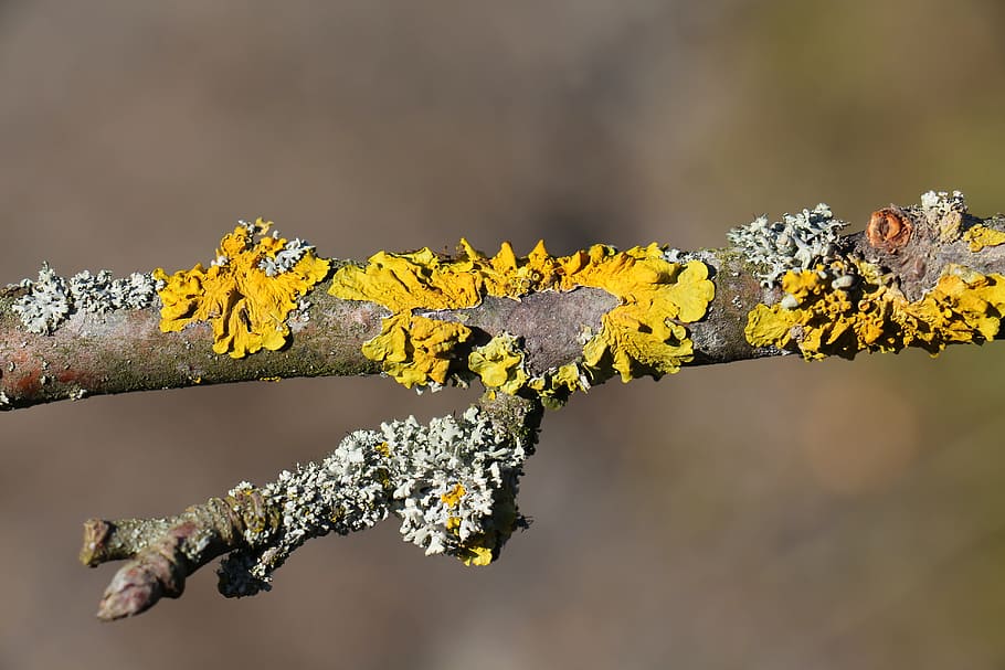 branch, close, moss, weave, yellow, macro, tree, plant, nature HD wallpaper