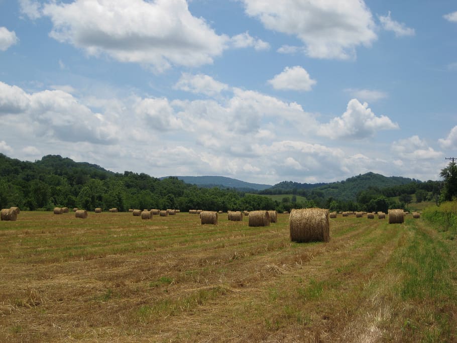 field, hay, sky, harvest, agriculture, straw, countryside, bale HD wallpaper