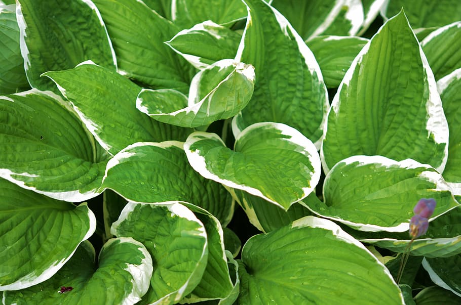close-up photo of green leafed plants, hosta, garden, blooming HD wallpaper