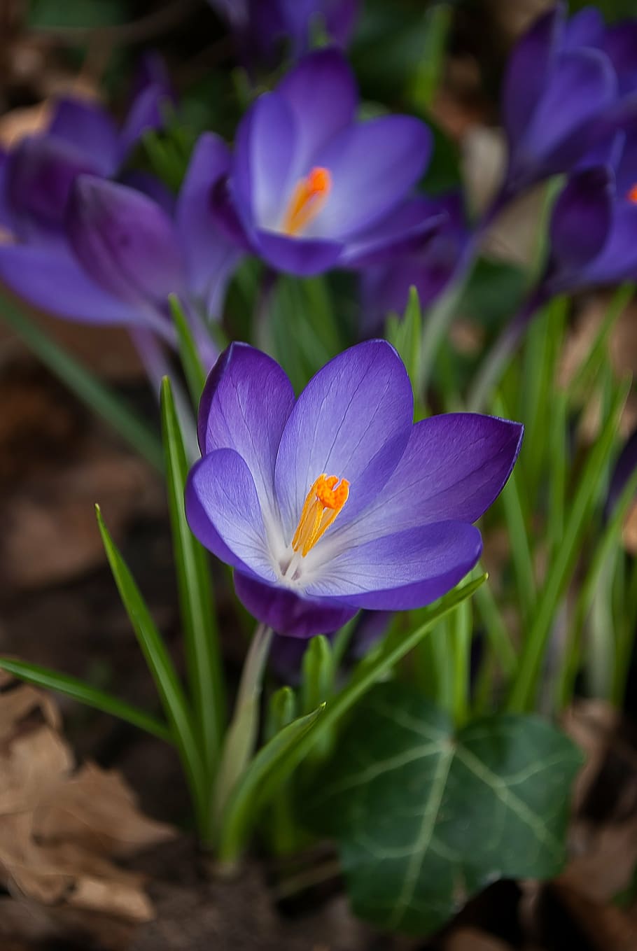 crocus, spring, purple, flowers, nature, crocuses, grass, growth HD wallpaper