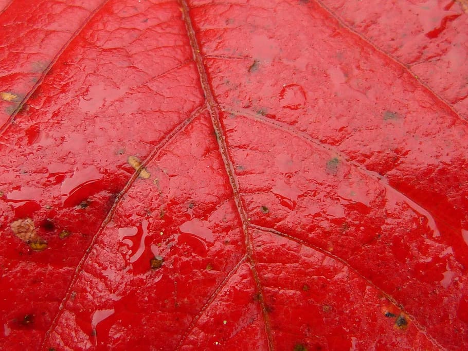 tree, leaf, maple, autumn, red, dew, nature, plant, full frame HD wallpaper