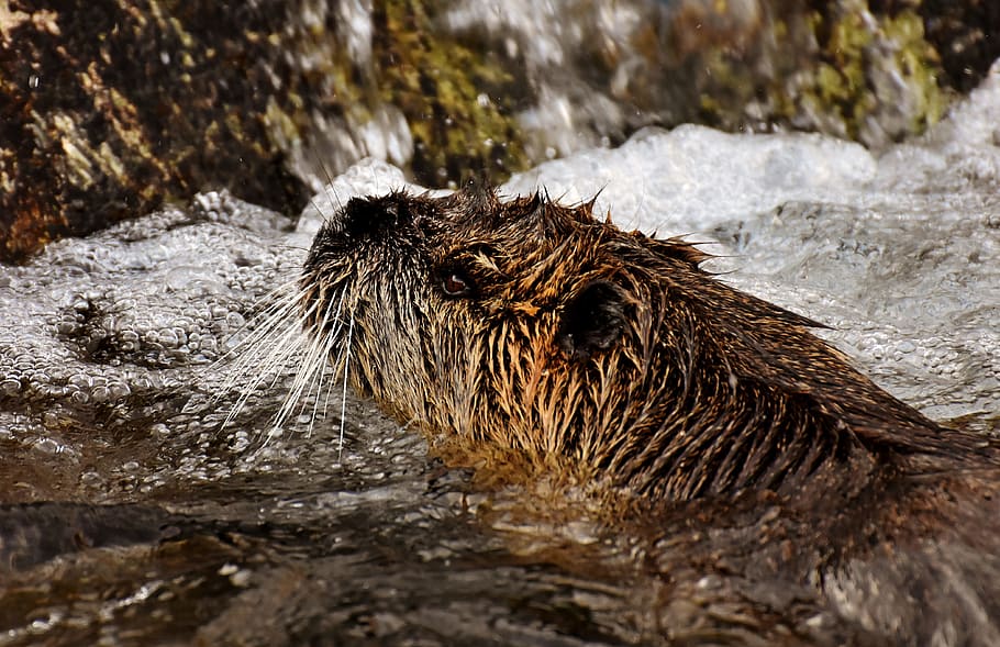 nutria, water rat, splashing, animal world, nature, fur, rodent HD wallpaper