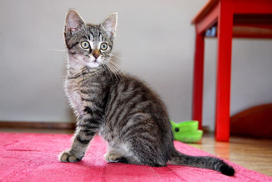 silver tabby cat on pink textile, kitten, sitting, pet, domestic cat HD wallpaper